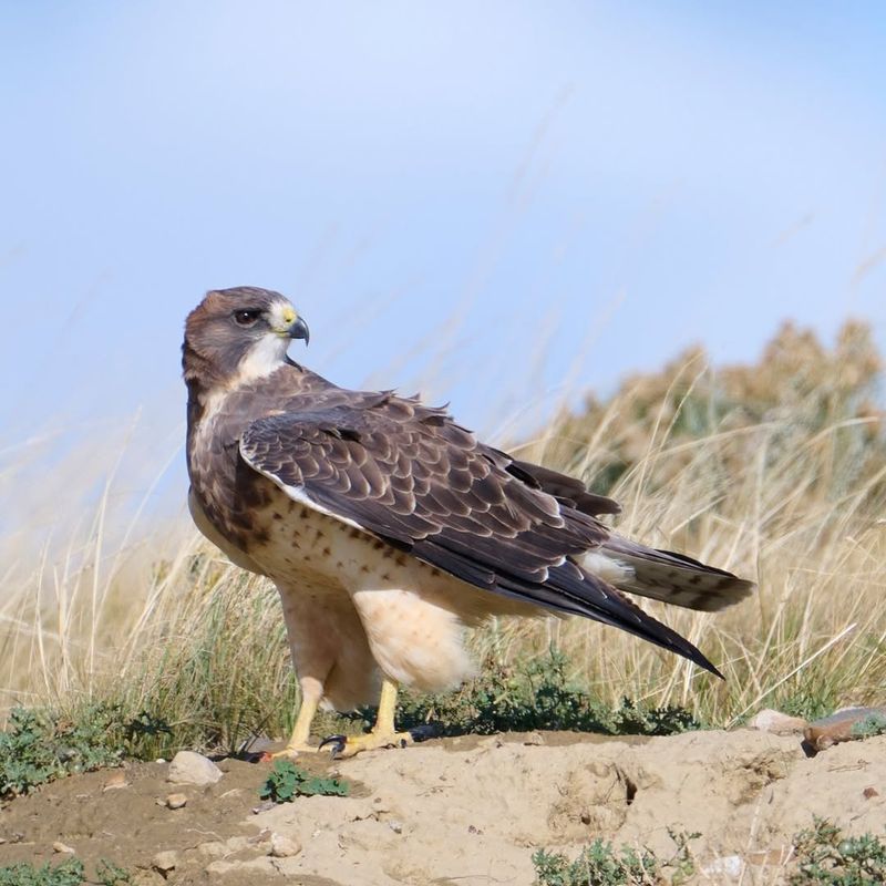 Swainson's Hawk