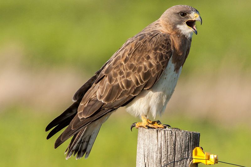 Swainson's Hawk