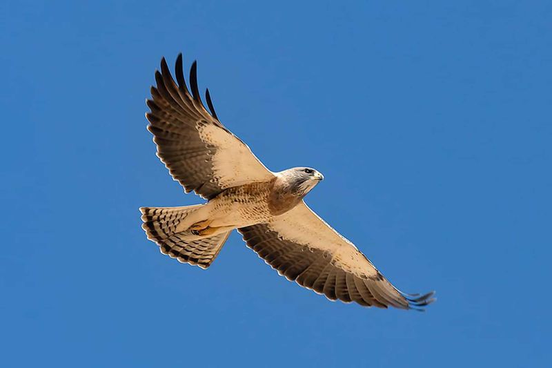 Swainson’s Hawk