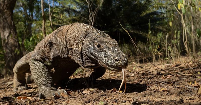 Komodo Dragon – Venomous Bite