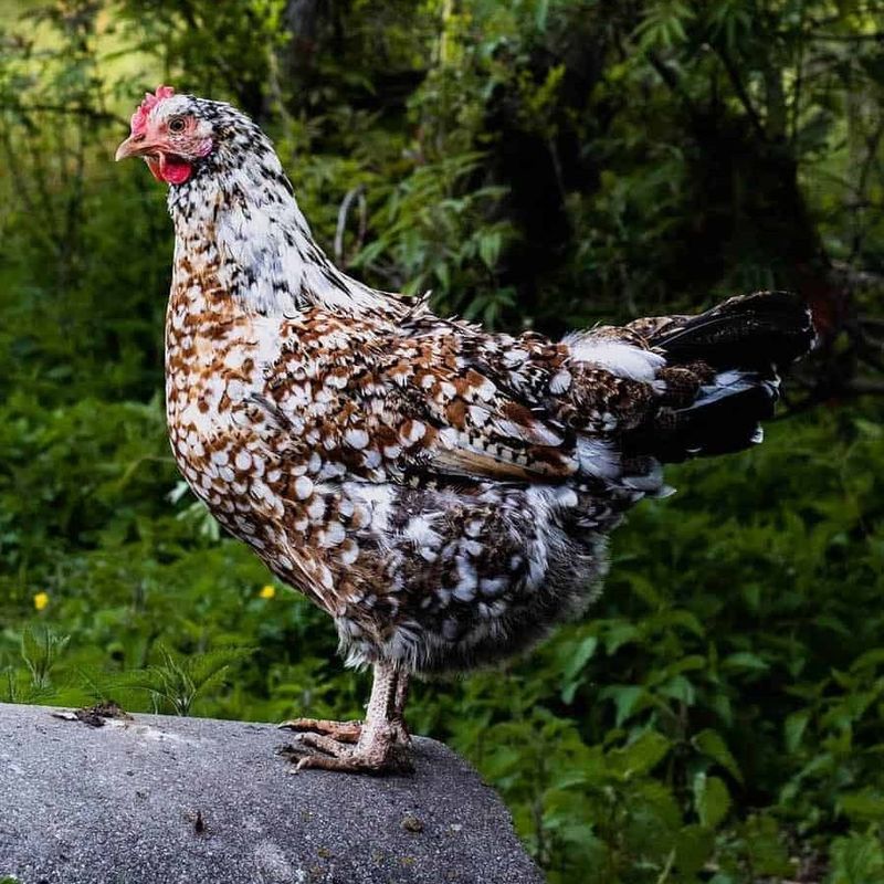 Swedish Flower Hen