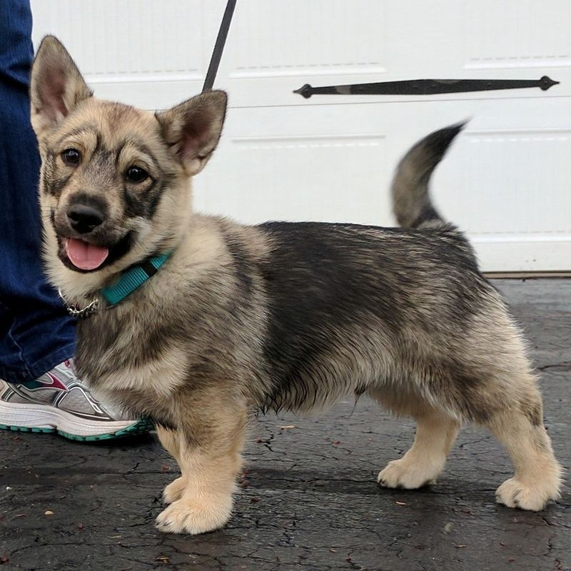 Swedish Vallhund