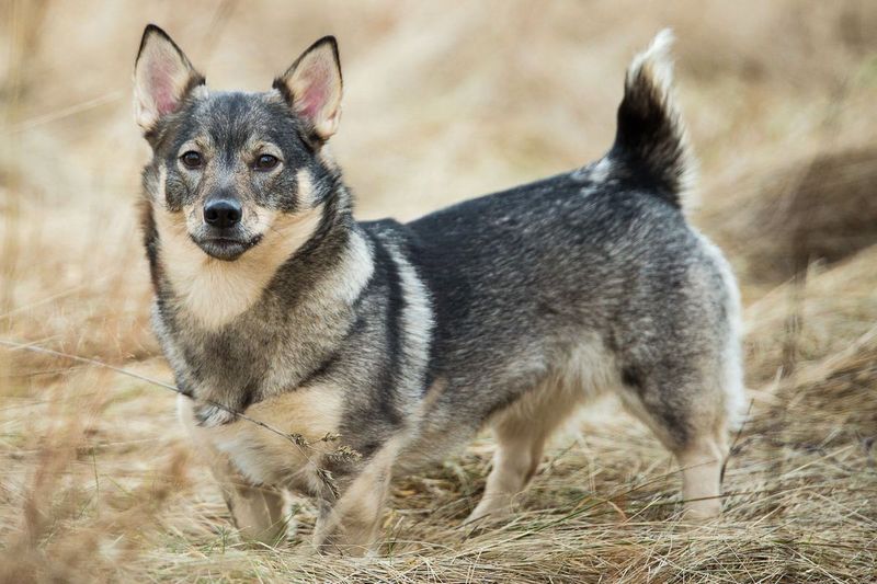 Swedish Vallhund