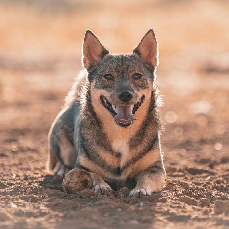 Swedish Vallhund