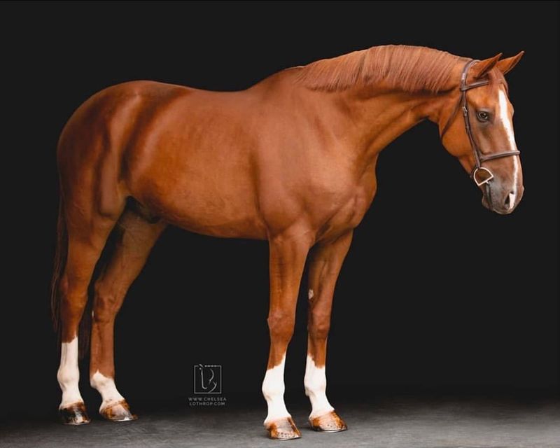 Swedish Warmblood