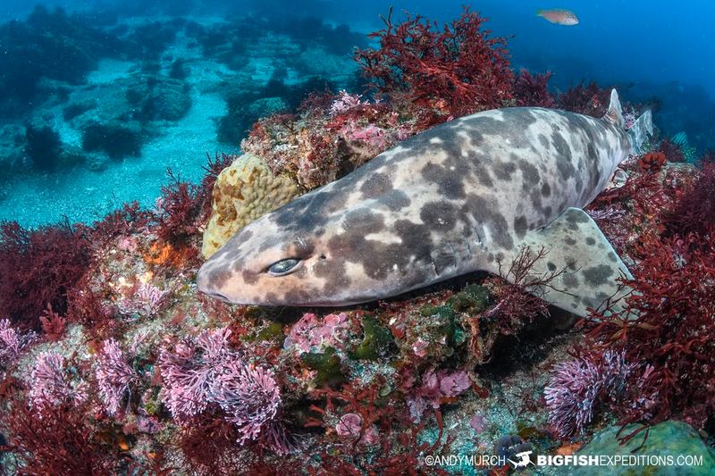 Swell Shark