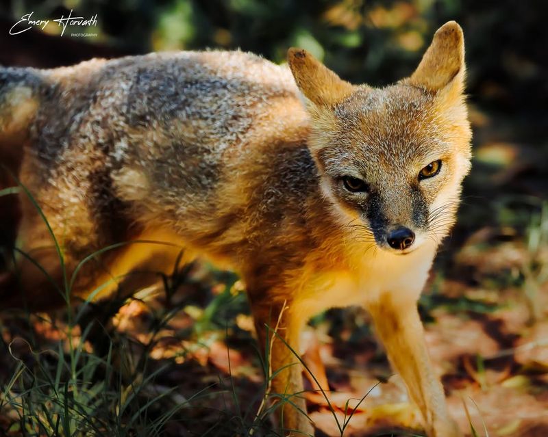 Swift Fox