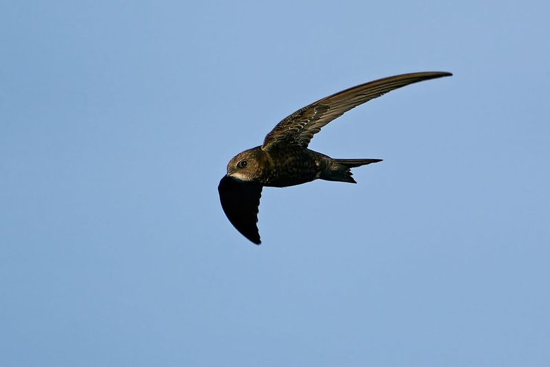 Swifts