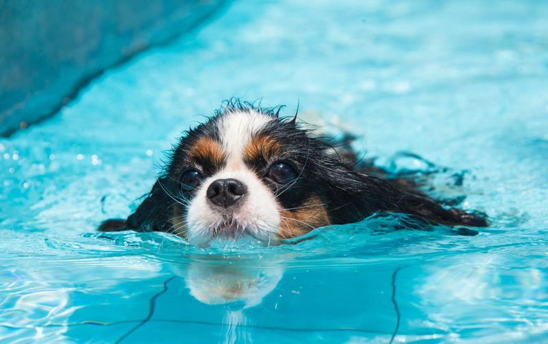 Swimming Sessions