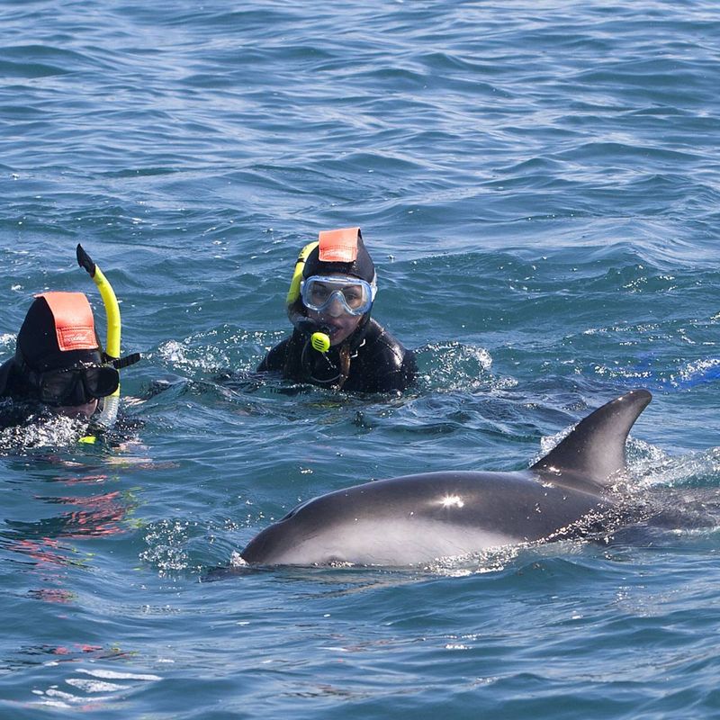 Swimming With Dolphins In New Zealand