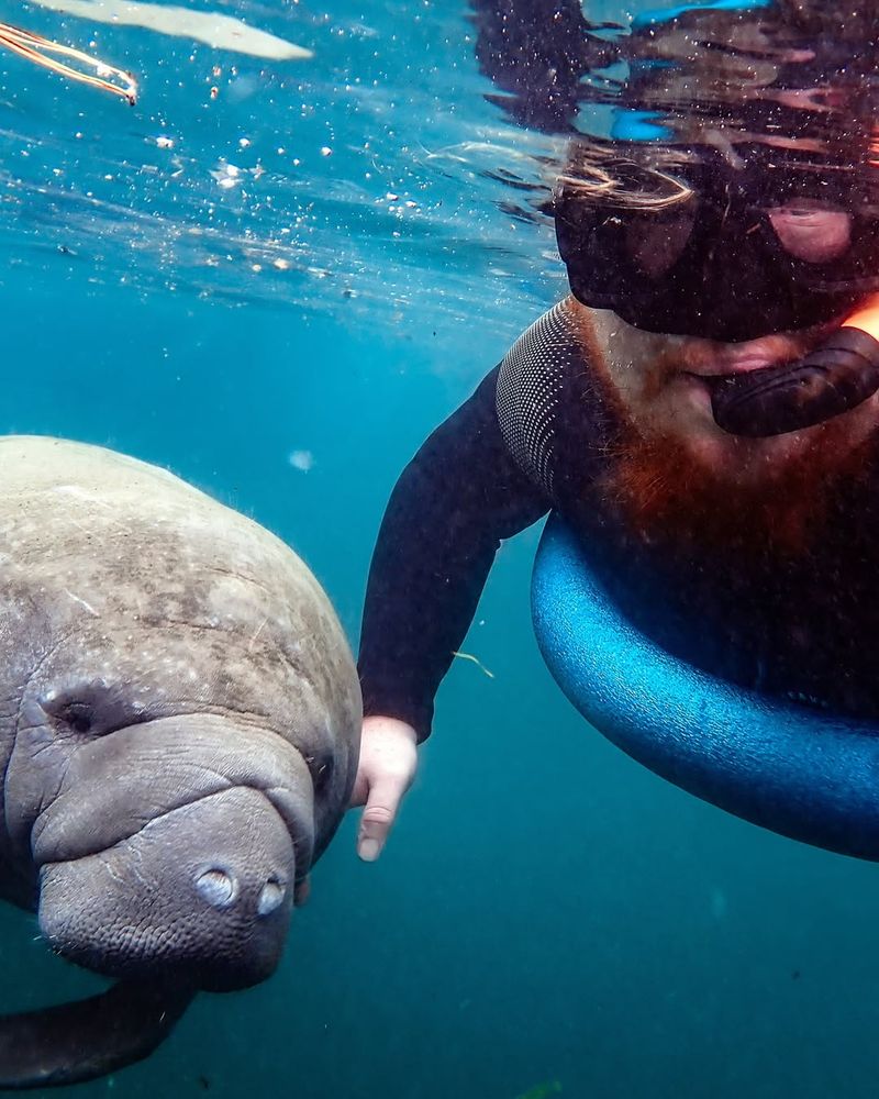 Swimming With Manatees In Florida, USA