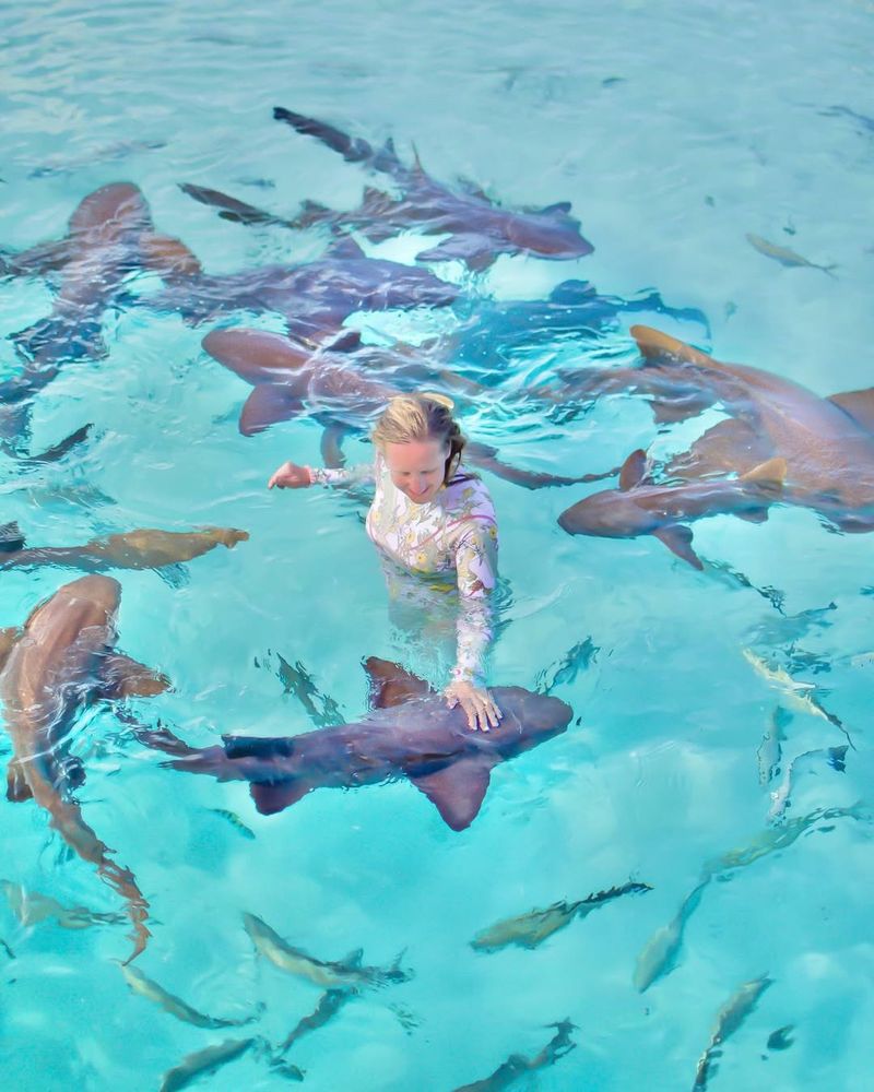 Swimming With Sharks In the Bahamas