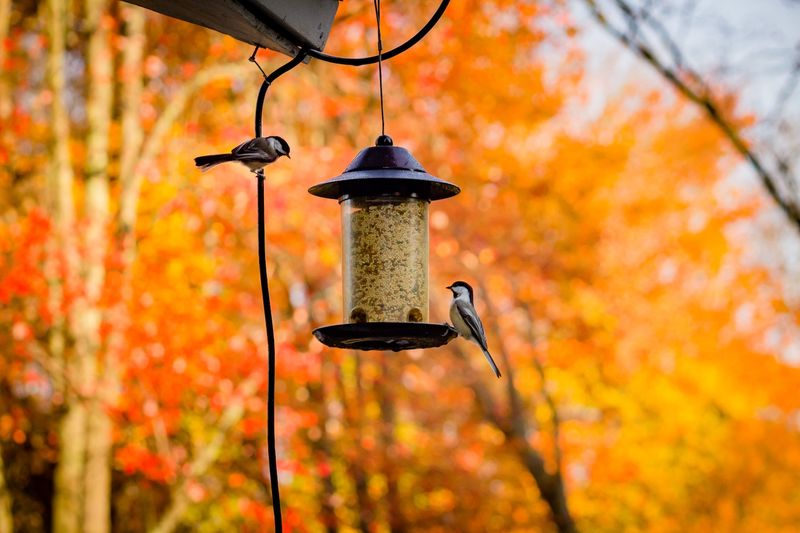 Place Feeders Strategically