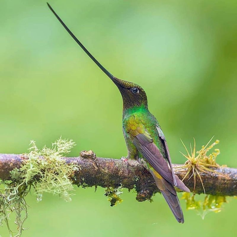 Sword-billed Hummingbird