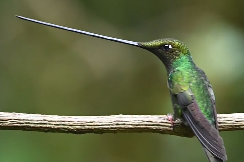 Sword-billed Hummingbird