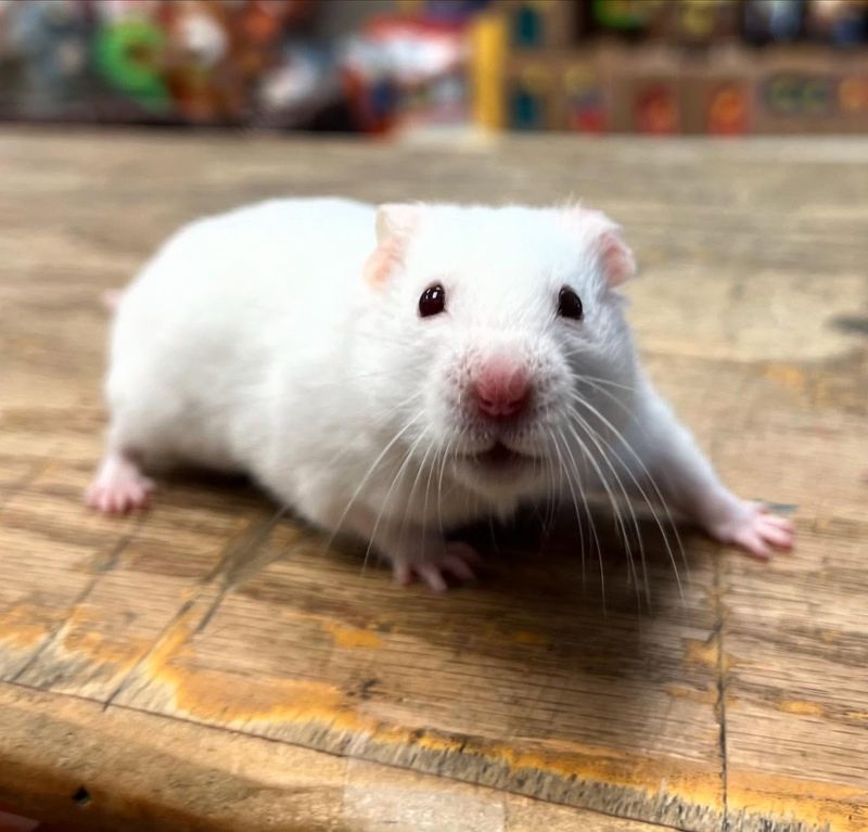 Syrian Hamster