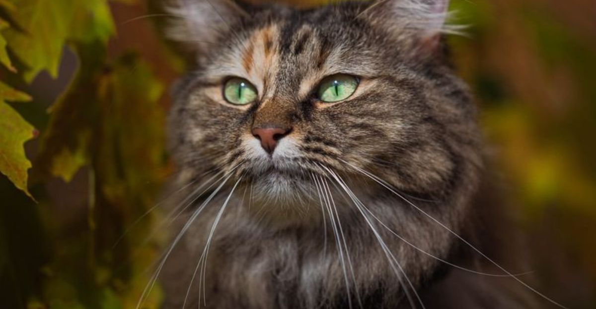 Tabbies Or Torties: 12 Norwegian Forest Cat Colors And Patterns