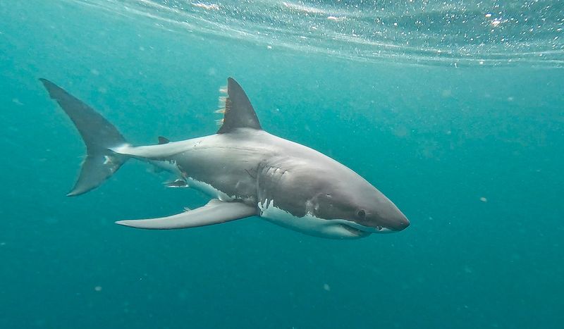 Tagged Sharks Reveal Hidden Treasures