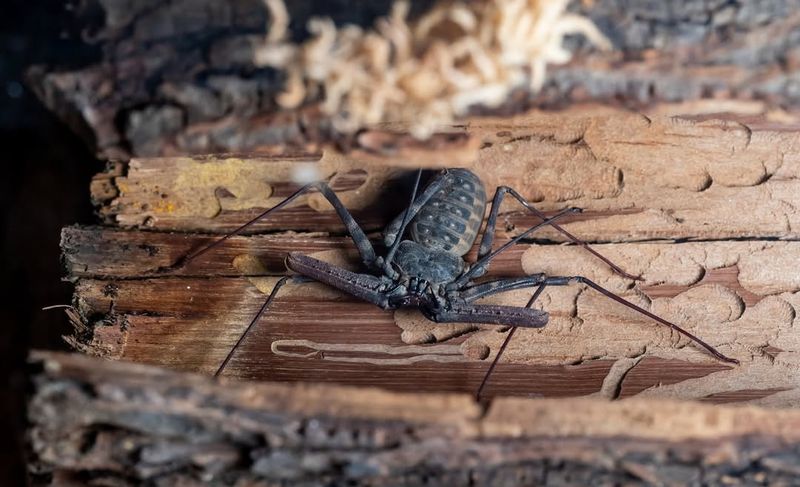 Tailless Whip Scorpion