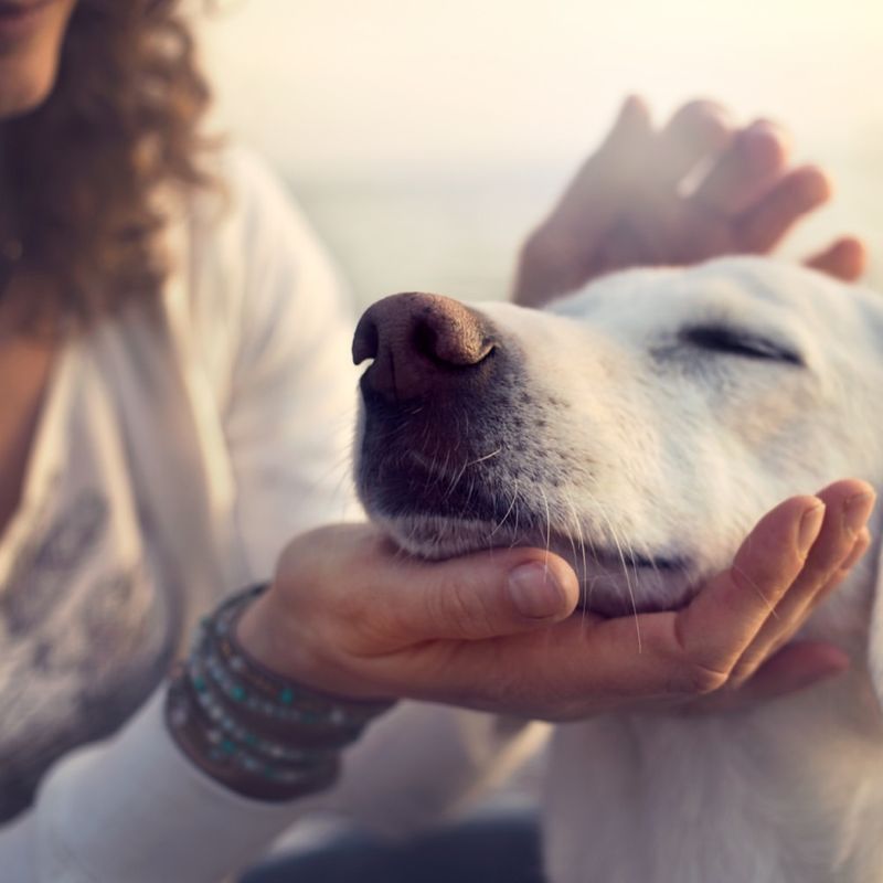 Tailoring Care to Your Dog's Needs