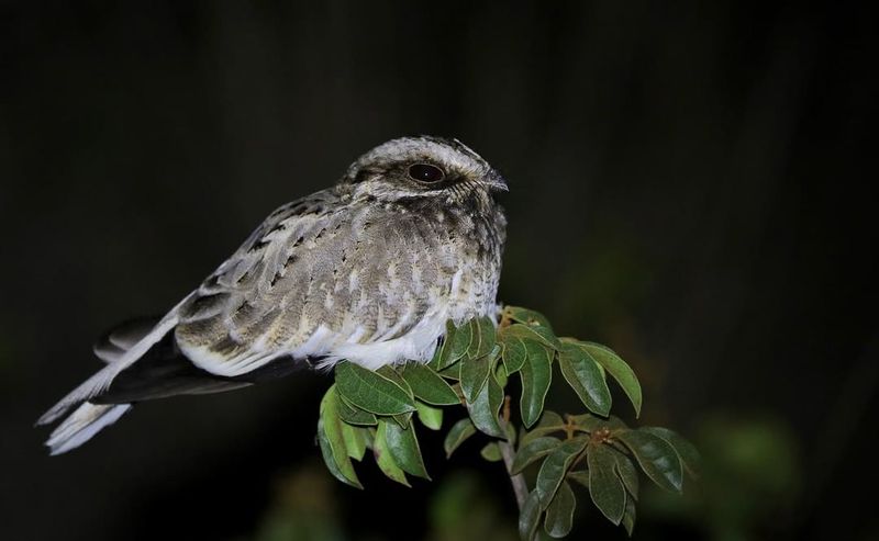 White-Winged Nightjar