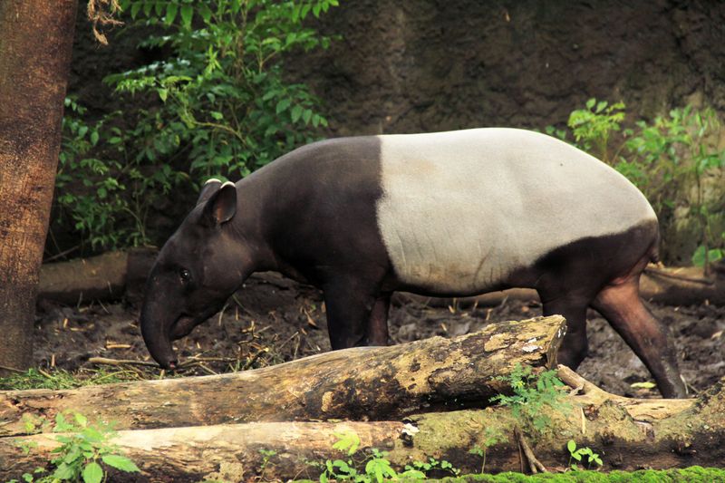 Taman Negara, Malaysia