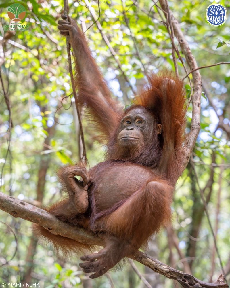 Tapanuli Orangutan