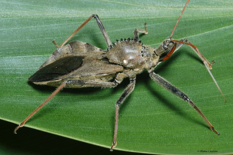 Wheel Bug