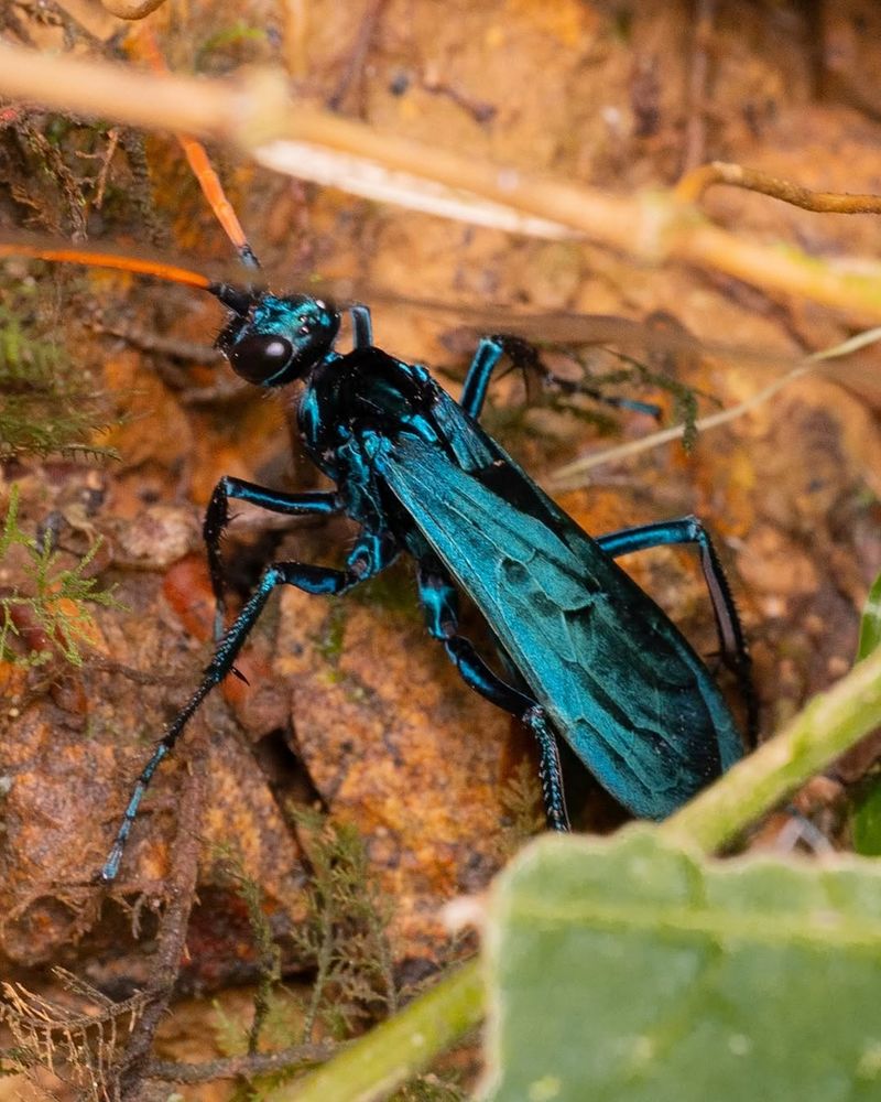 Tarantula Hawk