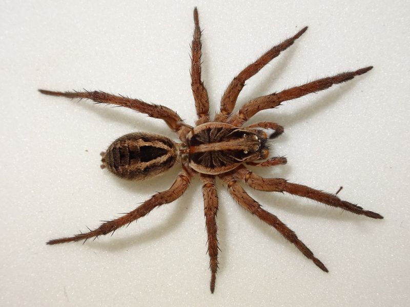 Tarantula Wolf Spider