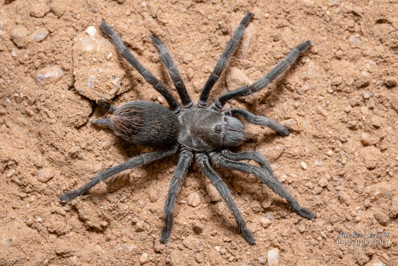 Tarantula in Arizona