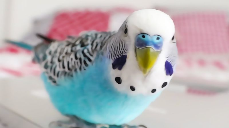 Cookie (Budgerigar)