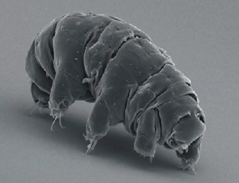 Tardigrade