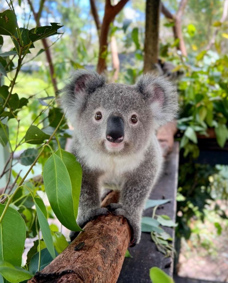 Taronga Zoo, Australia