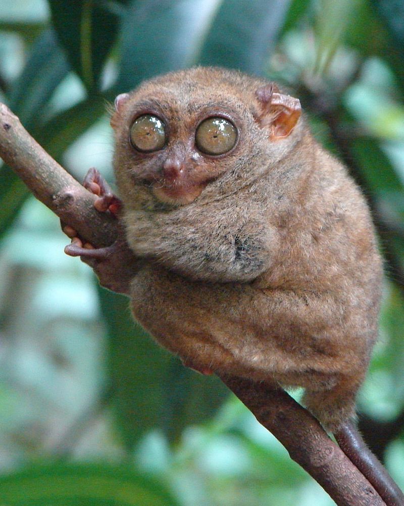 Tarsier