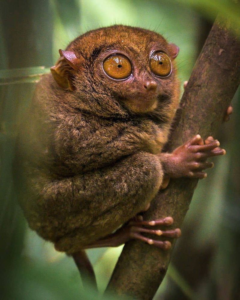 Tarsier