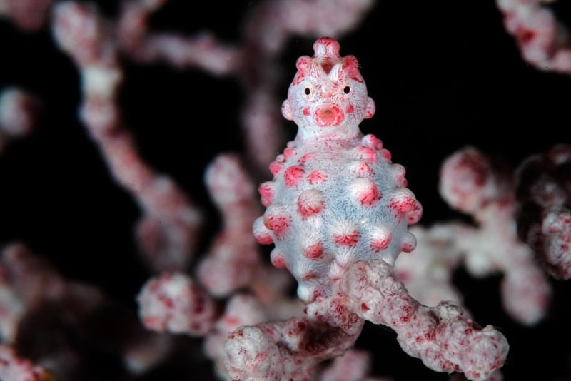 Pygmy Seahorse