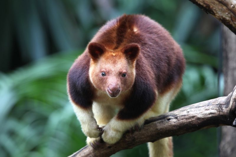 Tree Kangaroo