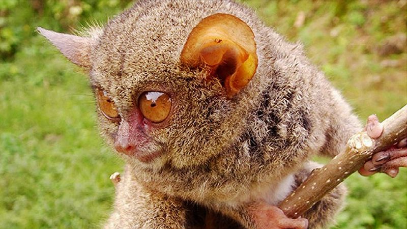 Tarsiers in Research