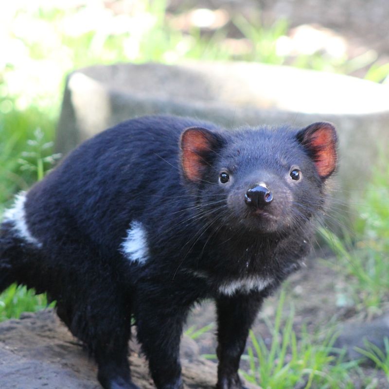 Tasmanian Devil