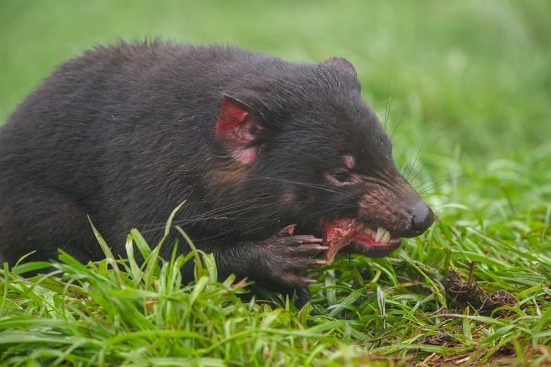 Tasmanian Devil