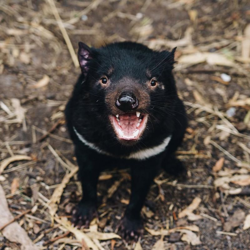 Tasmanian Devil