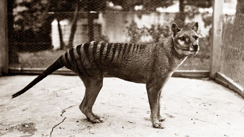 Tasmanian Tiger