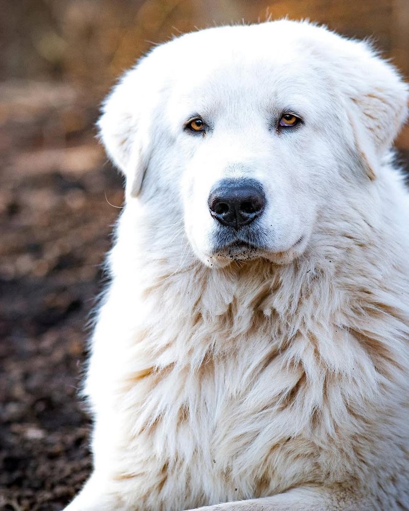 Tatra Shepherd Dog