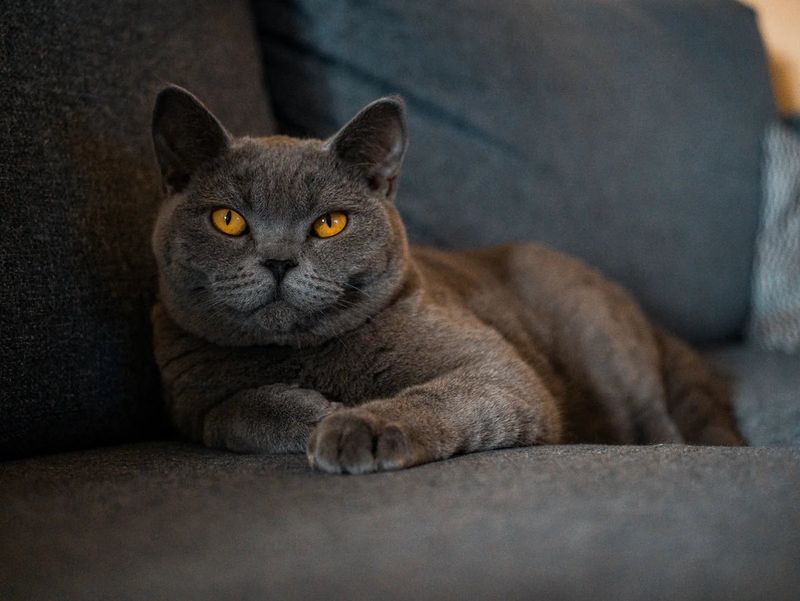 Taurus: British Shorthair