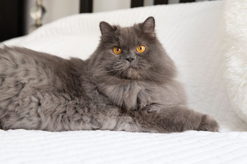 Taurus - Persian Cat