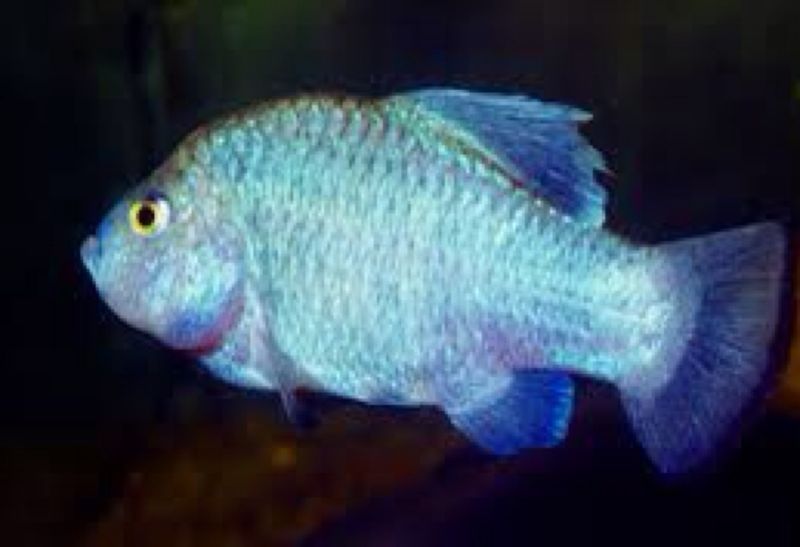 Tecopa Pupfish