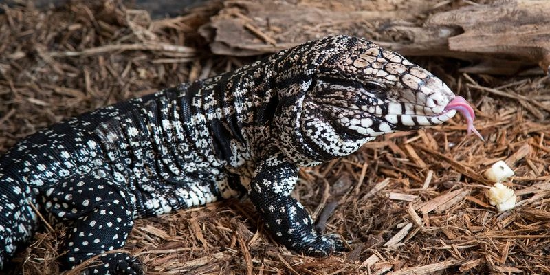 Tegu Lizard