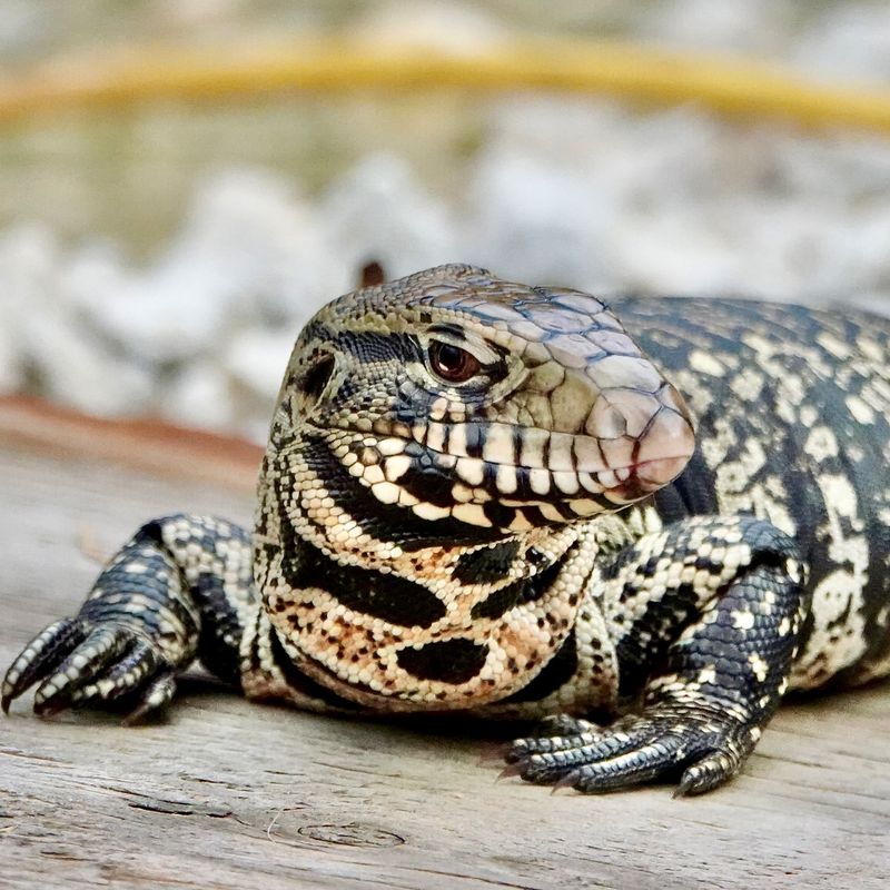 Tegu Lizard