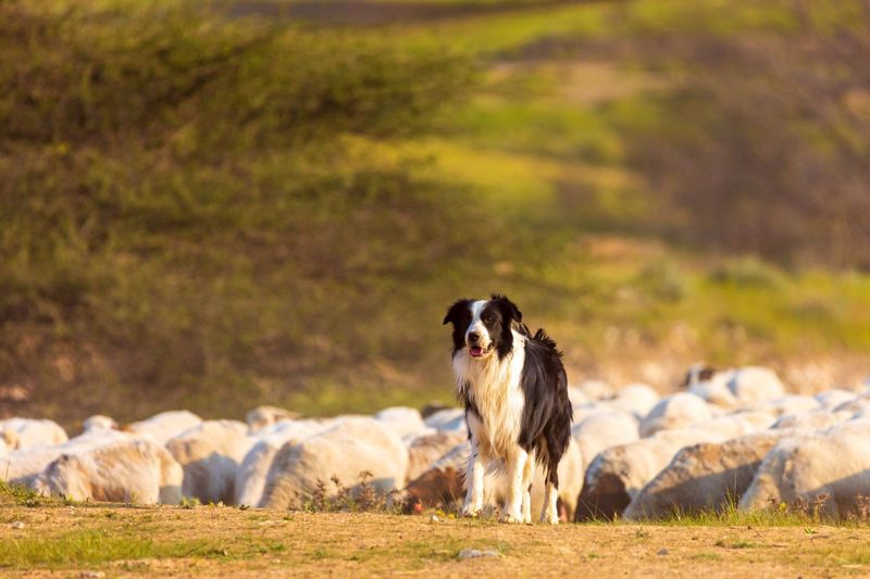 Herding Instincts